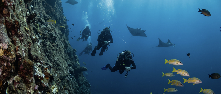 Scuba Diving in Puerto Vallarta