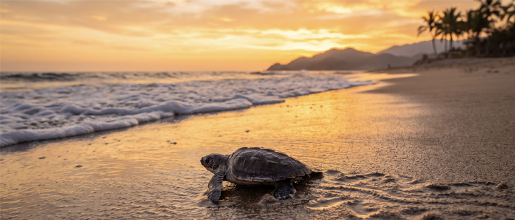 A baby Olive Ridley sea turtle crawling toward the ocean at sunset on a Puerto Vallarta beach