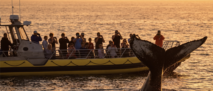 A small-group whale watching boat with a naturalist guide in Banderas Bay