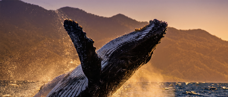 A humpback whale breaching in Banderas Bay near Puerto Vallarta with mountains behind